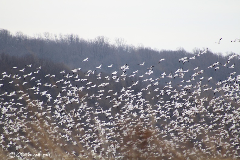 Snow Geese in Flight Snow Goose Middle Creek Wildlife Management Area, Kleinfeltersville, PA
3-10-2016 20160310_0033.jpg