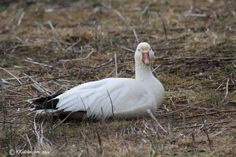 Snow Goose Middle Creek Wildlife Management Area, Kleinfeltersville, PA
March 10 2016 20160310_0038.jpg