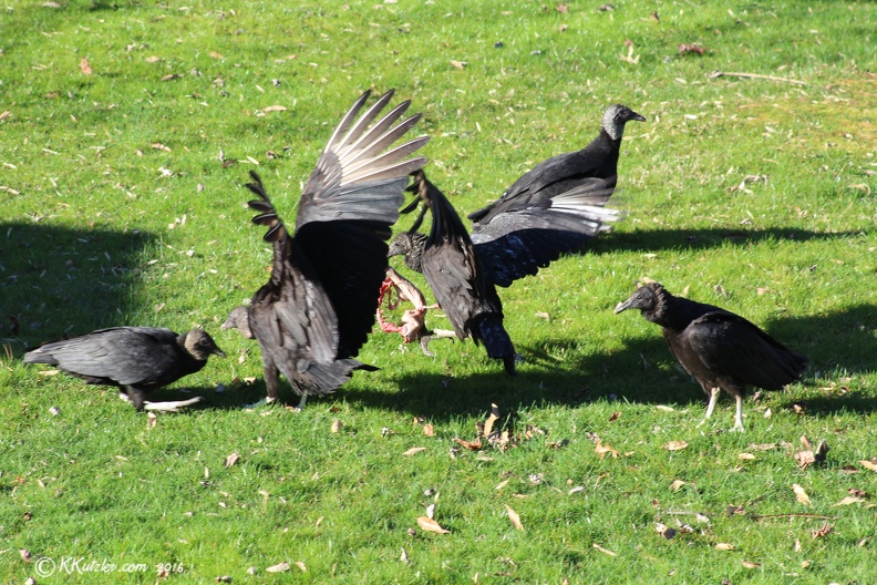 Backyard Visitors
Mar 30 2016 20160330_0066.jpg