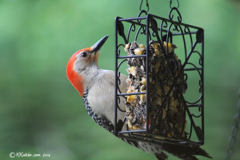 Woodpecker Feeding
6/3/2016 20160603_0144.jpg