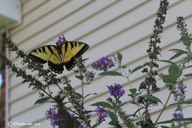 Butterfly
8-26-2016 20160826_0706.jpg