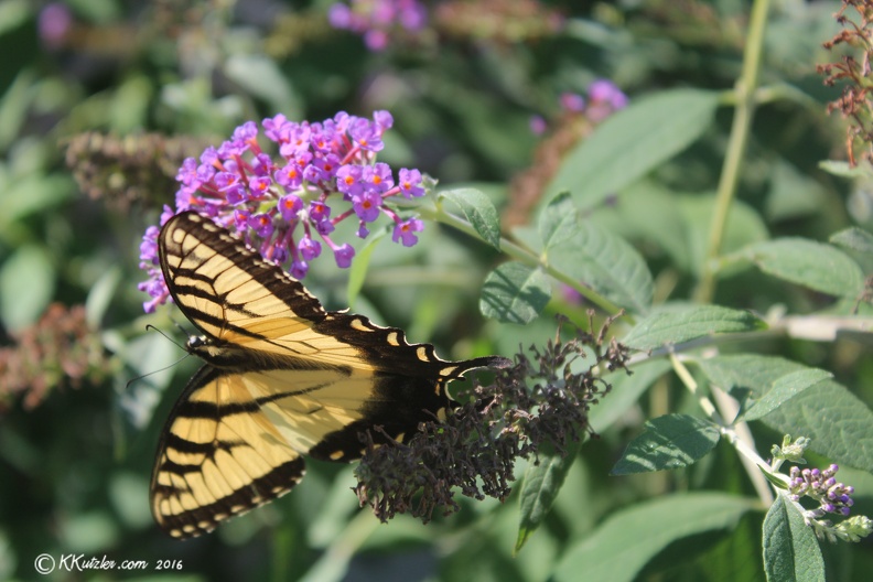 Yellow Butterfly
Aug 27 2016 20160827_0717.jpg