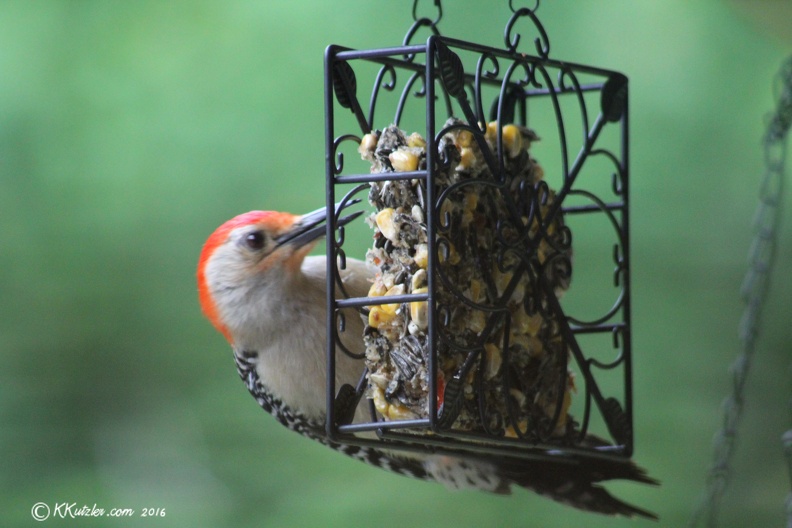 Red Breasted Woodpecker
Jun 3 2016 20160603_0143.jpg