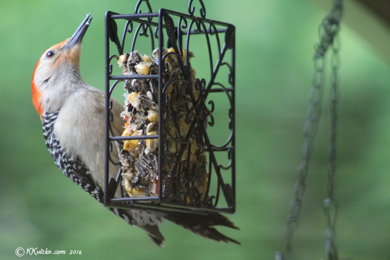Red Breasted Woodpecker at the back porch feeder
6-3-2016 20160603_0145.jpg