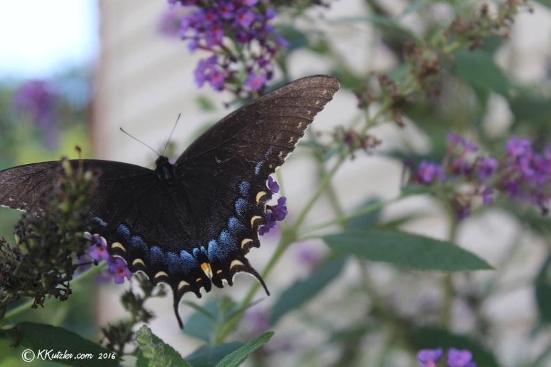 Black Butterfly
Aug 27 2016 20160827_0723.jpg
