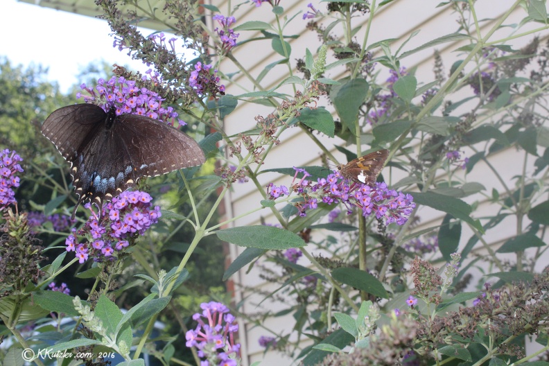 Black Butterfly
8/27/2016 20160827_0726.jpg