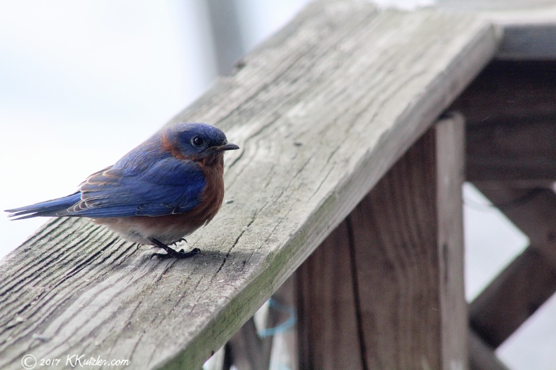 Bluebirds on the back deck
Feb 09 2017 20170209_1799_1.jpg
