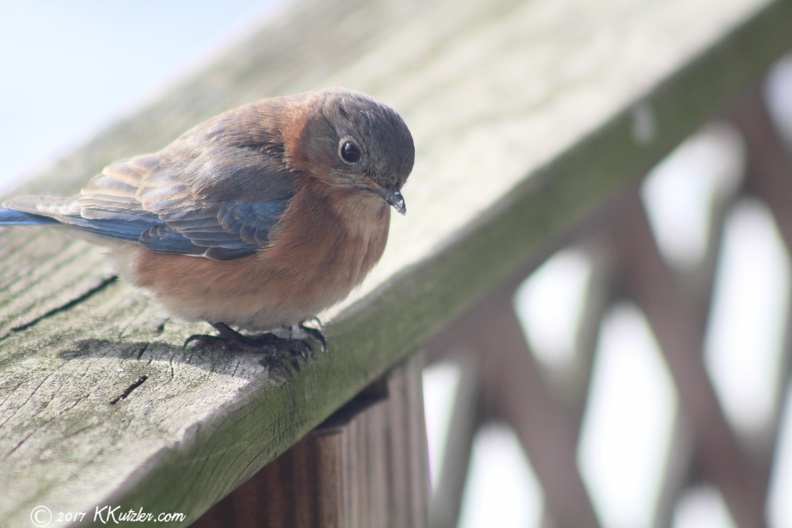 Eastern Bluebird
02/09/2017 20170209_1804_1.jpg