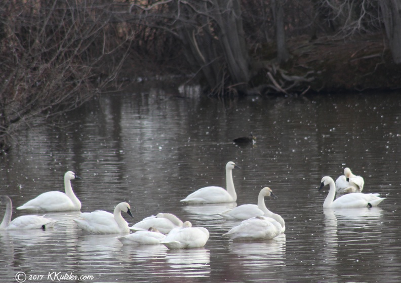 Tundra Swans on Middle Creek Lake at the Middle Creek Wildlife Refuge Kleinfeltersville, PA
Feb 21 2017 20170221_1845_1.jpg