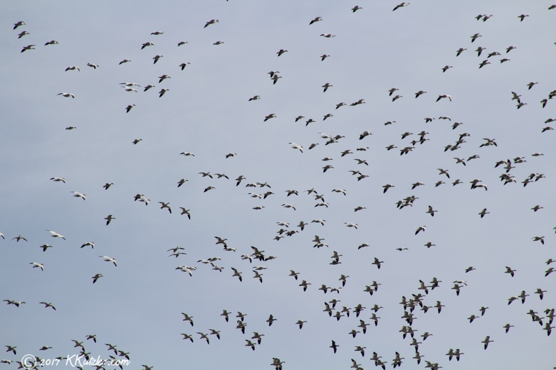 Some of the 70,000 Snow Geese at Middle Creek Wildlife Refuge Kleinfeltersville, PA
Taken of Feb 21 2017 20170221_1854.jpg