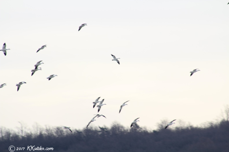 Snow Geese
02/21/2017 20170221_1912.jpg