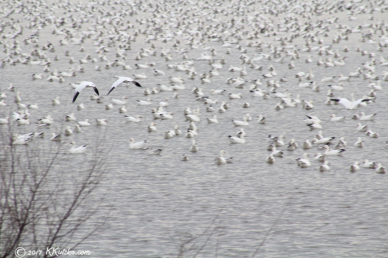 Snow Geese on the lake at Middle Creek Wildlife Refuge on Feb 21 2017 20170221_1967.jpg