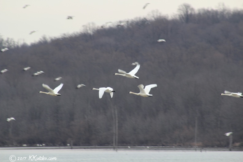 Some of the 2500 Tundra Swans making a fly-by at Middle Creek Wildlife Refuge Kleinfeltersville, PA
Feb 21 2017 20170221_1968.jpg