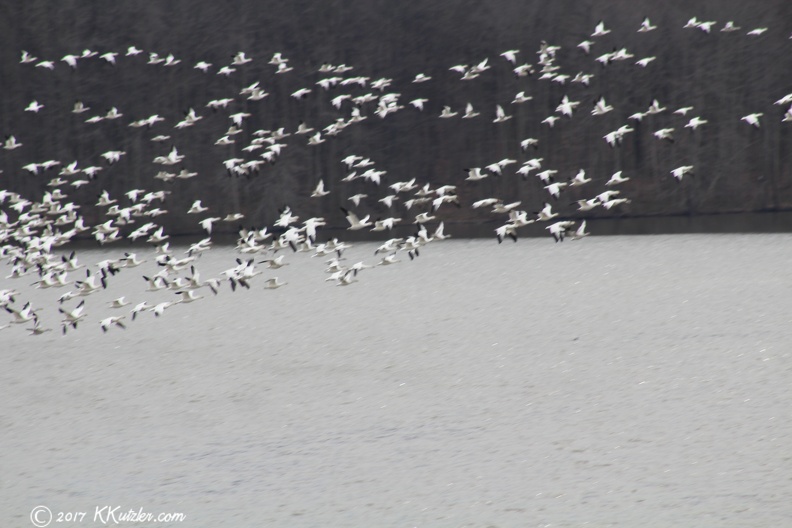 Snow Geese
2/21/2017 20170221_1979.jpg
