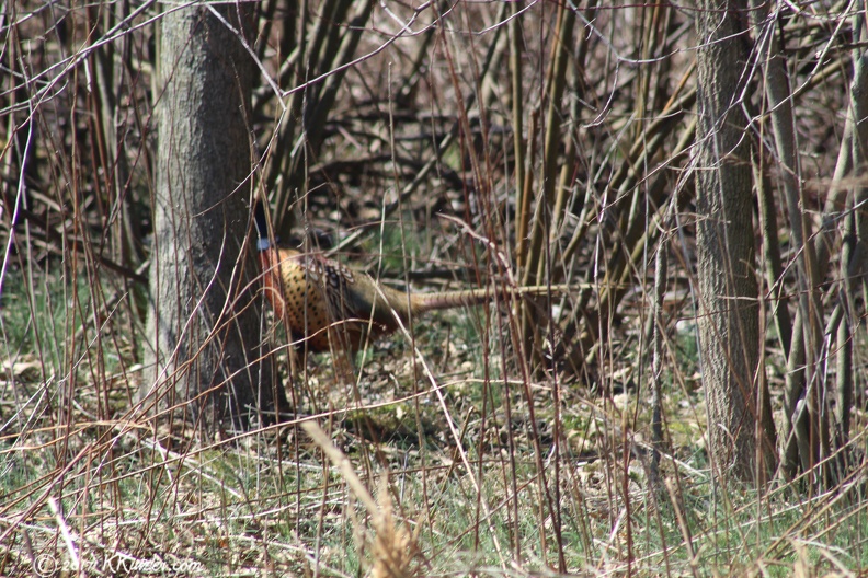 Pheasant
3/29/2017 20170329_2014.JPG