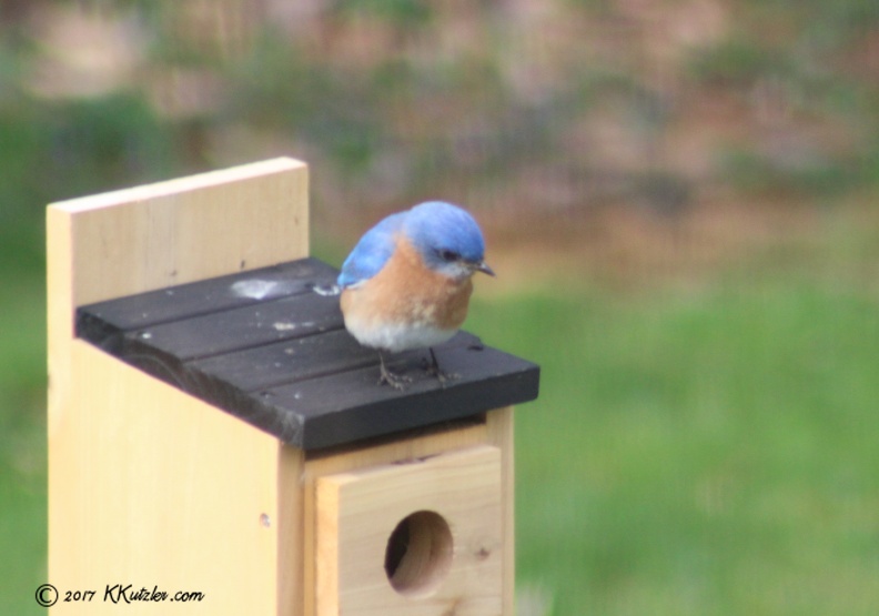Backyard Residents
4/19/2017 20170419_2036_1.jpg