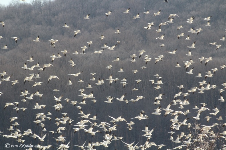 Snow Geese
Middle Creek Wildlife Refuge, Kleinfeltersville, PA
Feburary 21 2018 20180221_6032.JPG