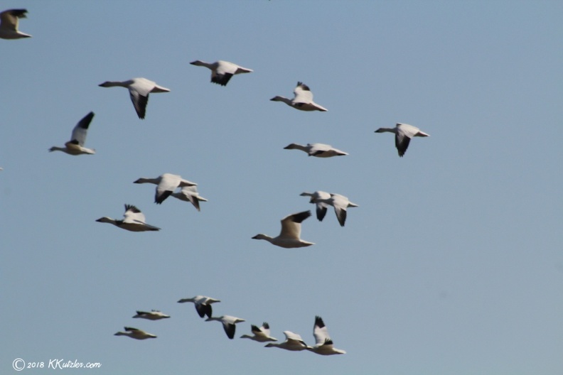 Snow Geese
Middle Creek Wildlife Refuge, Kleinfeltersville, PA
Feburary 21 2018 20180221_6046.JPG