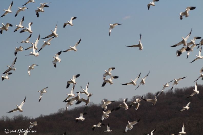 Snow Geese
Middle Creek Wildlife Refuge, Kleinfeltersville, PA
Feburary 21 2018 20180221_6063.JPG
