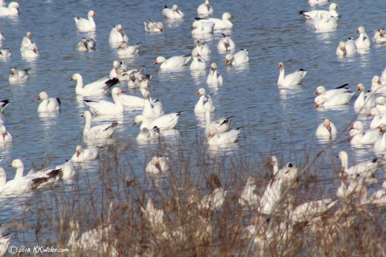Snow Geese
Middle Creek Wildlife Refuge, Kleinfeltersville, PA
Feburary 21 2018 20180221_6081.JPG