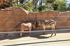 San Diego Zoo