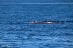 Whale Watching