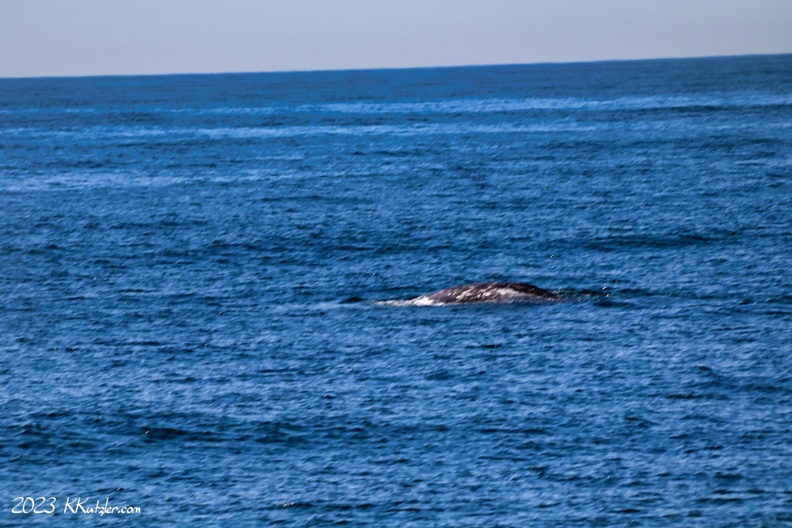 Legacy Whale Watching Cruise
gray whale surfacing
February 8 2023 20230208_1861_15.JPG