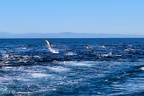 Whale Watching