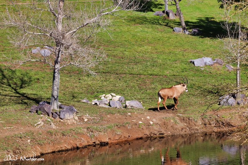 San Diego Zoo Safari Park
Antelope
February 15 2023 20230215_2556_43.JPG